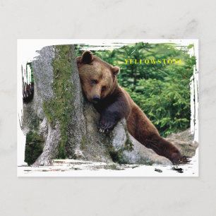 Yellowstone Brown Bear Postcard