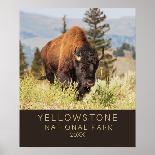 Yellowstone Buffalo Bison Custom Photography  Poster