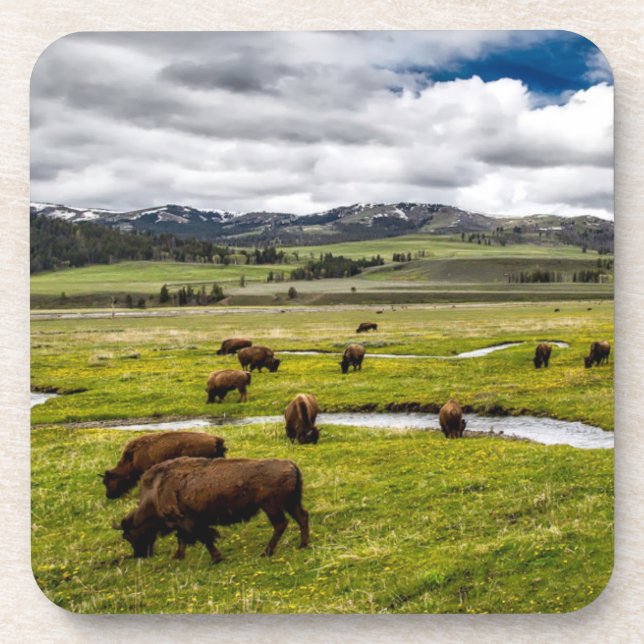 Yellowstone Buffalo Coaster Set (Front)