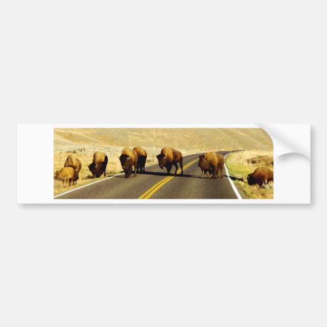 Yellowstone Buffalo Gear Bumper Sticker (Front)