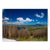 Yellowstone Burned Forest (Front Horizontal)