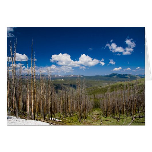 Yellowstone Burned Forest Cards (Front Horizontal)