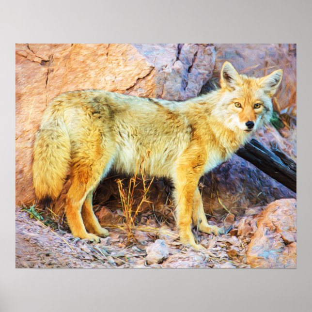 Yellowstone Coyote Poster (Front)