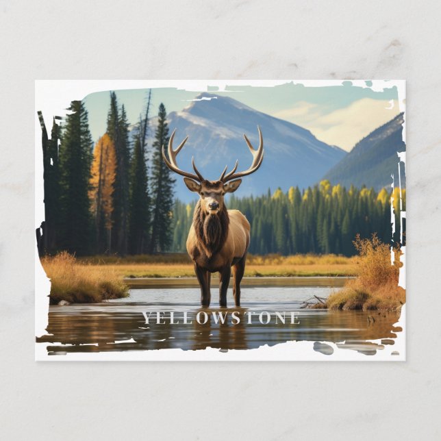 Yellowstone Elk Postcard (Front)