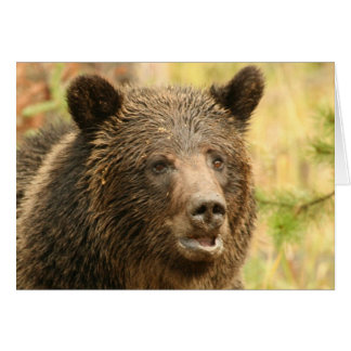 Yellowstone grizzley  cards