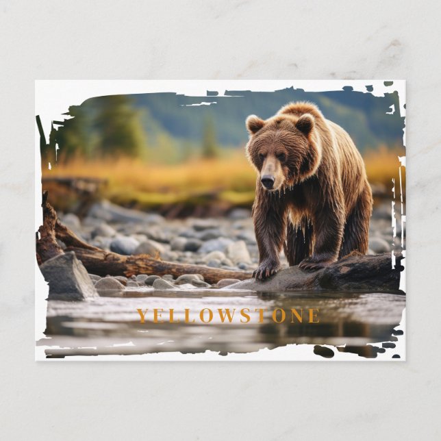 Yellowstone Grizzly Bear Postcard (Front)