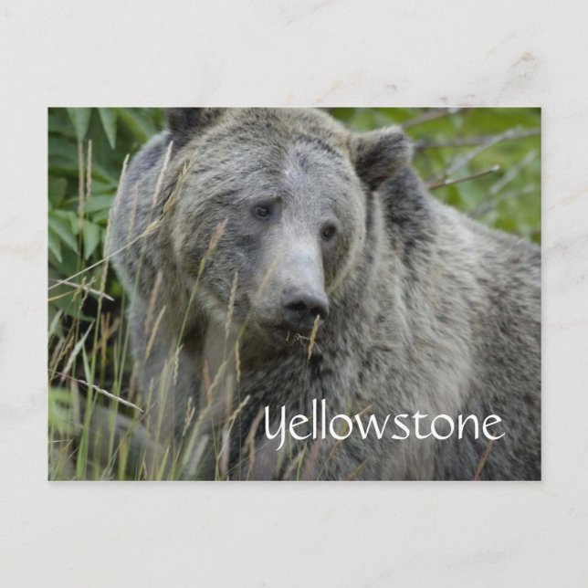 Yellowstone grizzly bear postcard (Front)