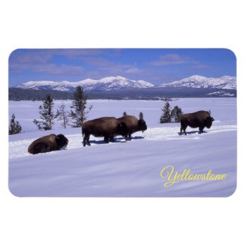 Yellowstone Magnet by photographybydebbie at Zazzle