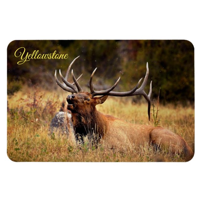 Yellowstone Magnet-Elk Magnet (Horizontal)