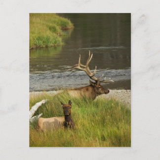 Yellowstone Mates Postcard