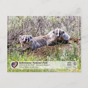 Yellowstone National Park - American Badger Postcard