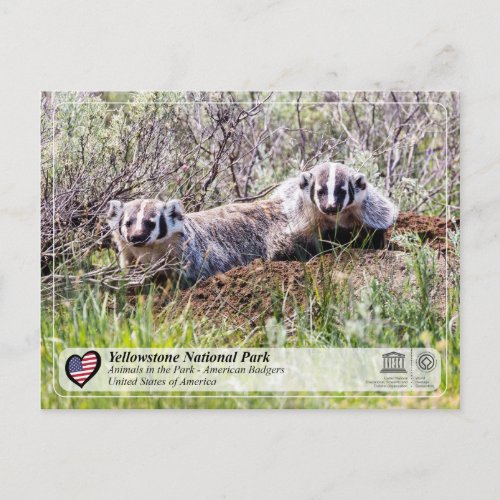 Yellowstone National Park _ American Badger Postcard