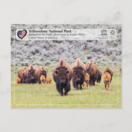 Yellowstone National Park _ American Bison Postcard