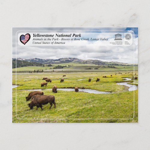 Yellowstone National Park _ American Bison Postcard
