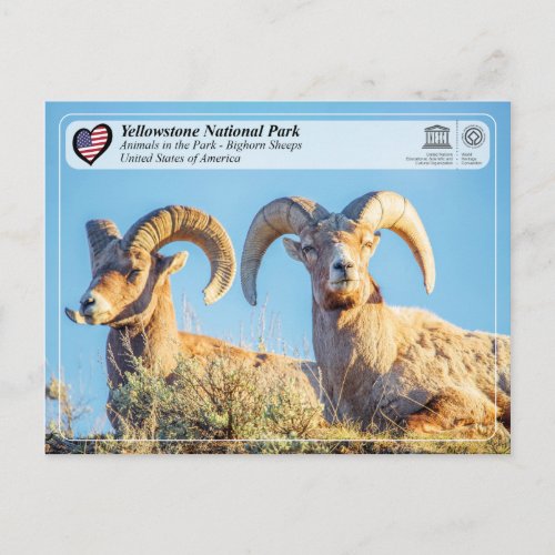 Yellowstone National Park _ Bighorn Sheep Postcard