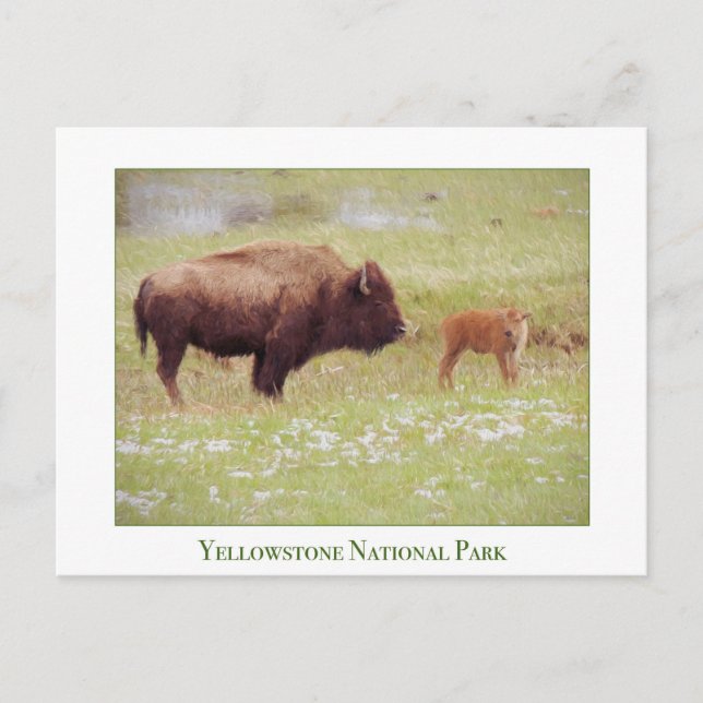 Yellowstone National Park - Bison and Calf Postcard (Front)