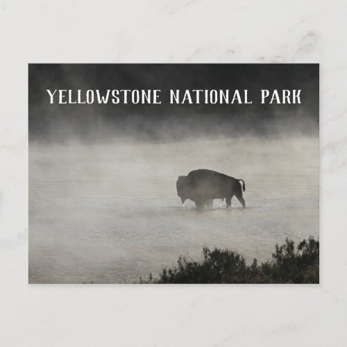 Yellowstone National Park Bison in Lake Wyoming Postcard