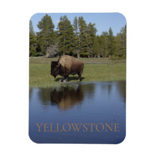 Yellowstone National Park Bison Magnet