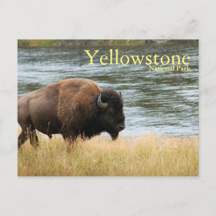 Yellowstone National Park, Bison Postcard