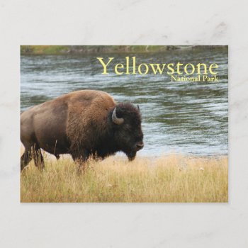 Yellowstone National Park  Bison Postcard by cshphotos at Zazzle
