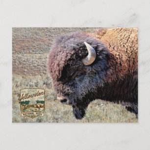 Yellowstone National Park Bison Postcard
