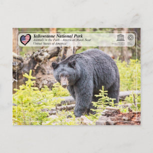 Yellowstone National Park - Black Bear Postcard