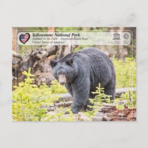 Yellowstone National Park _ Black Bear Postcard