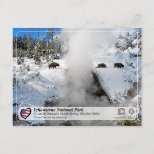 Yellowstone National Park - Dragon's Mouth Spring Postcard