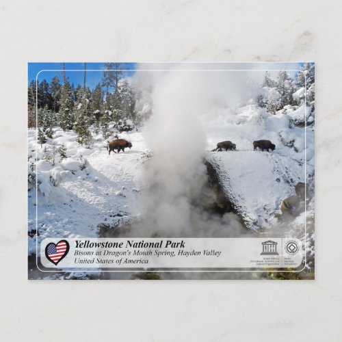 Yellowstone National Park _ Dragons Mouth Spring Postcard
