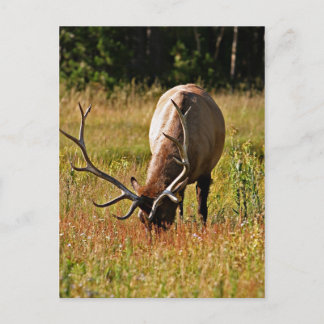 yellowstone national park, elk postcard