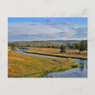 yellowstone national park, elk, postcard