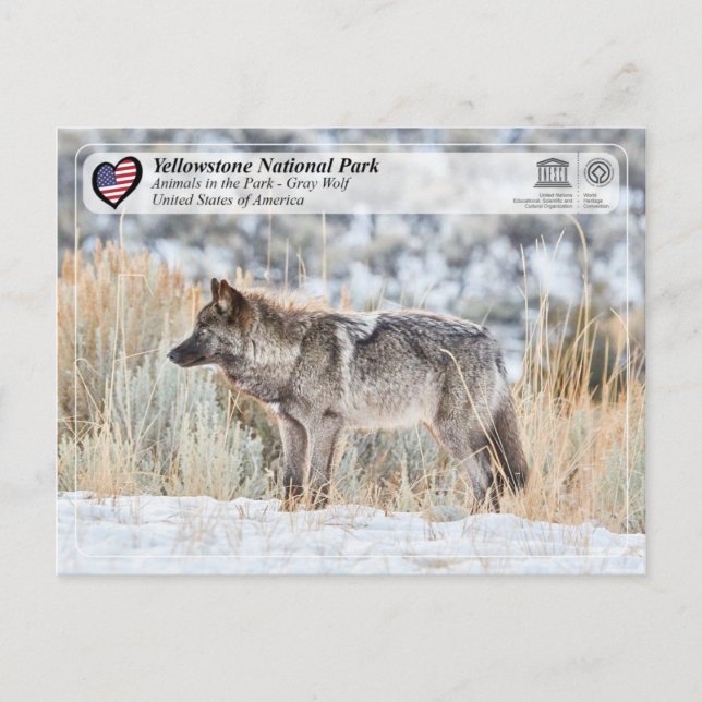 Yellowstone National Park - Gray Wolf Postcard (Front)