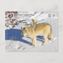 Yellowstone National Park - Gray Wolf Postcard