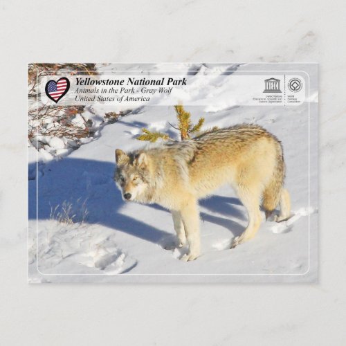 Yellowstone National Park _ Gray Wolf Postcard
