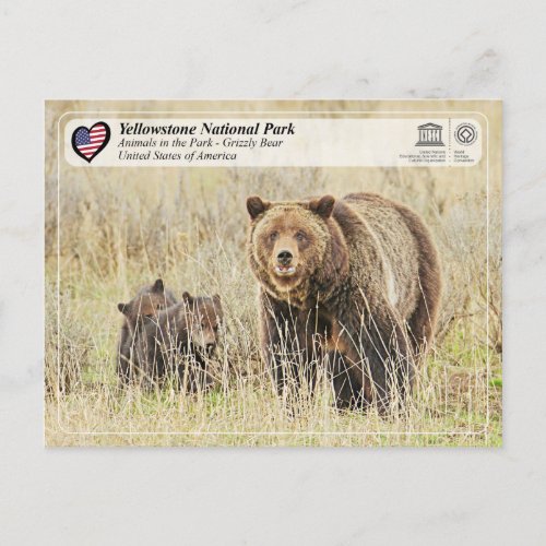 Yellowstone National Park _ Grizzly Bear Postcard
