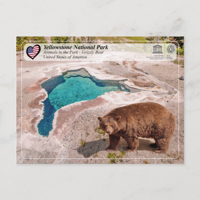Yellowstone National Park - Grizzly Bear Postcard (Front)