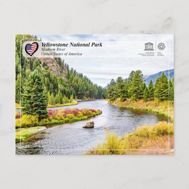 Yellowstone National Park - Madison River Postcard (Front)