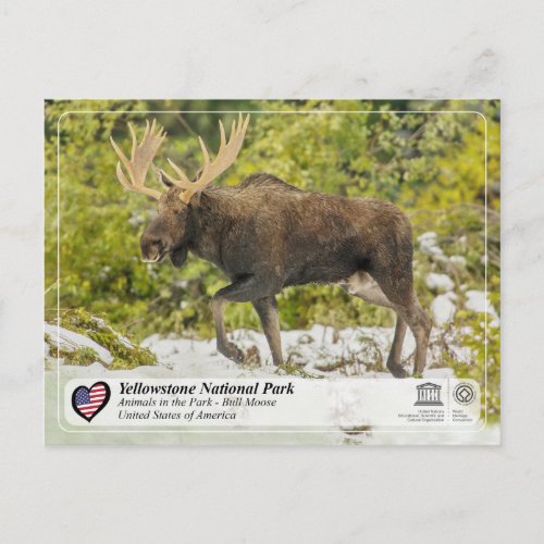 Yellowstone National Park _ Moose Postcard