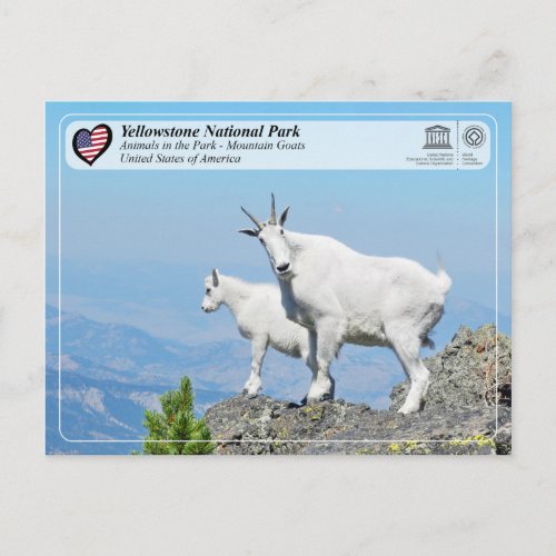 Yellowstone National Park _ Mountain Goat Postcard