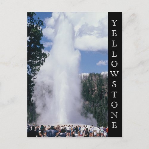 Yellowstone National Park Old Faithful Postcard
