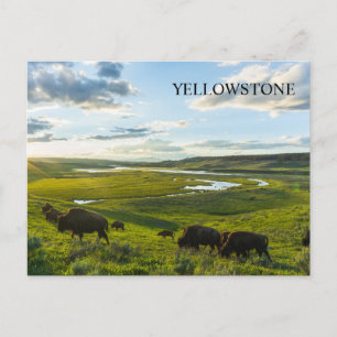 Yellowstone National Park Postcard