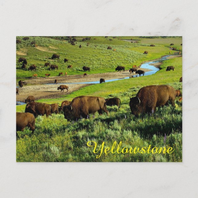 Yellowstone National Park Postcard (Front)