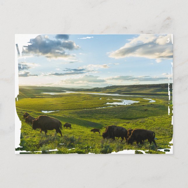 Yellowstone National Park Postcard (Front)