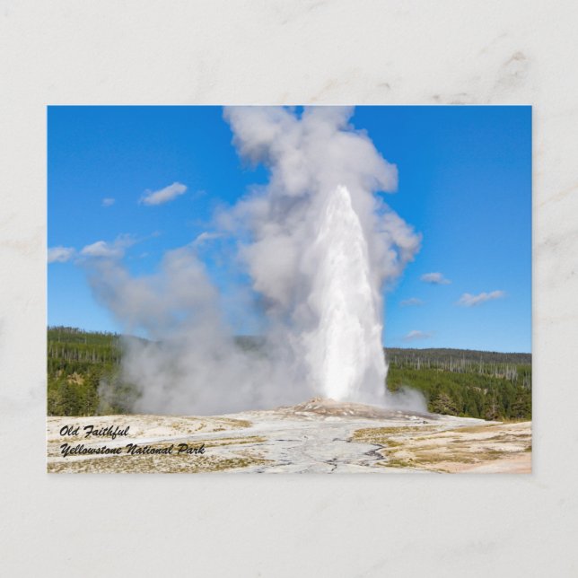 Yellowstone National Park Postcard (Front)