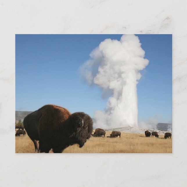 Yellowstone National Park Postcard (Front)