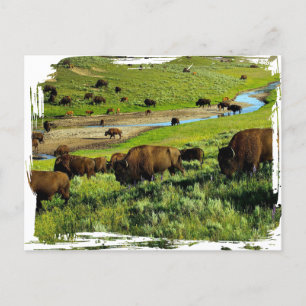 Yellowstone National Park Postcard