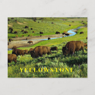 Yellowstone National Park Postcard