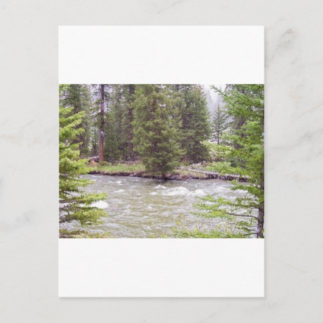 Yellowstone National Park Postcard (Front)