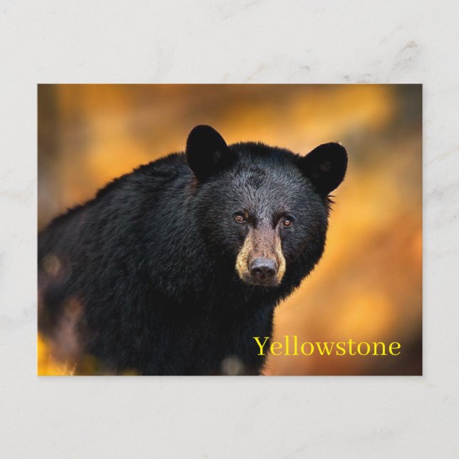 Yellowstone National Park Postcard (Front)