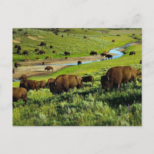 Yellowstone National Park Postcard (Front)